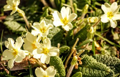 Close-up of white flowers