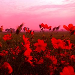 Close-up of red flowering plants on field against sky during sunset