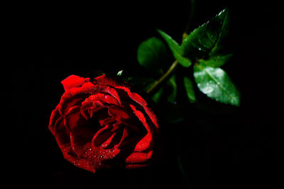 Close-up of red rose against black background