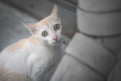 High angle portrait of cat