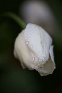 Close-up of white flower against black background