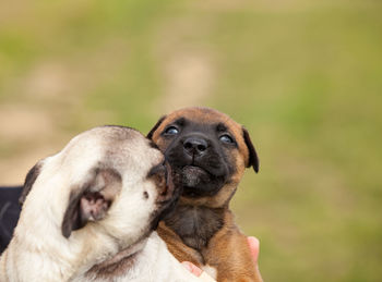 Close-up of puppy against blurred background