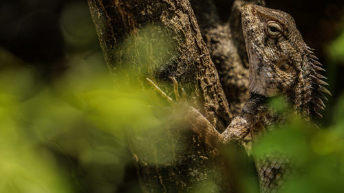 Side view of iguana on tree trunk