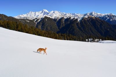 View of a horse on snowcapped mountain