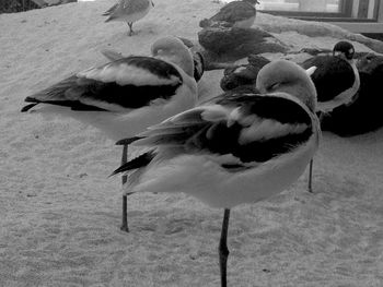Close-up of birds