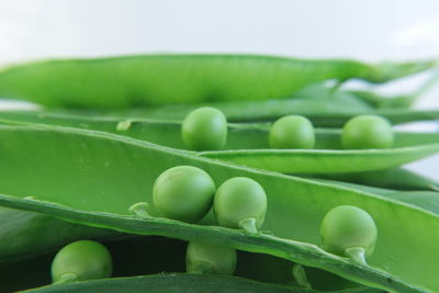 Close-up of plants