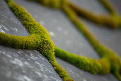 Close-up of lizard on wood