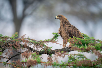 Tawny eagle in