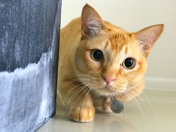 Close-up portrait of a cat