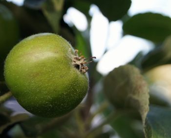 Close-up of green leaves