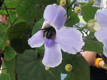 Close-up of purple flowers