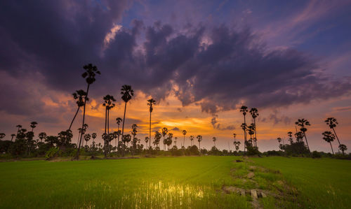 Scenic view of field against sky during sunset