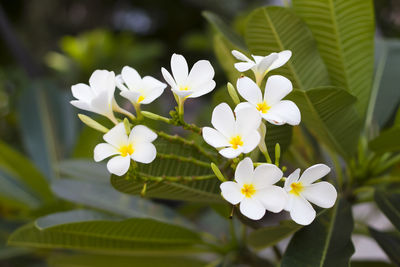 Close-up of white flowering plant