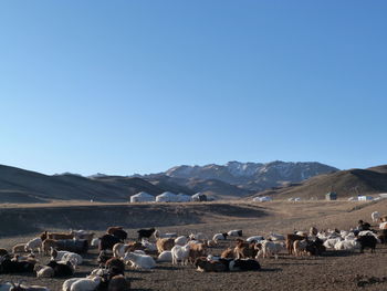 Goats and sheep on ground against clear blue sky