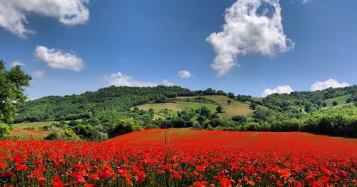 Scenic view of flowering plants on field against sky
