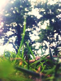 Close-up of fresh green plants