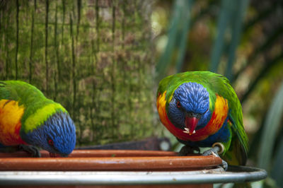 Close-up of parrots - rainbow lorikeets eating from a bird feeder