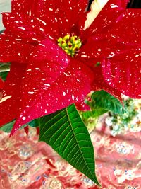 Close-up of water drops on red flower