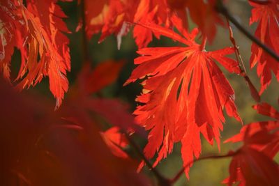 Close-up of red maple leaves