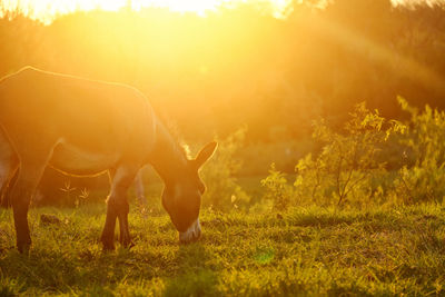 Horse standing in field