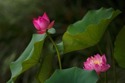 Close-up of pink lotus blooming outdoors