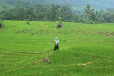 This is a photo of a beautiful view of green rice terraces in indonesia.