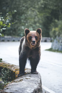 Bear sitting on retaining wall in forest