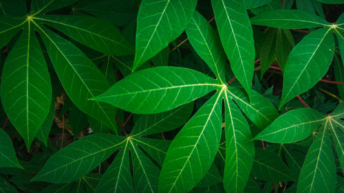 Close-up of leaves