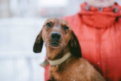 Portrait of dog in snow