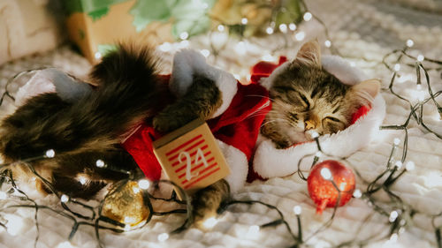 One kitten dressed as santa claus snoozes in a garland with a 24 year advent calendar box.