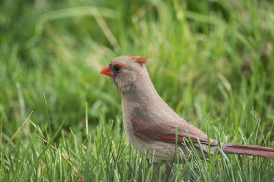 Close-up of bird perching on grass