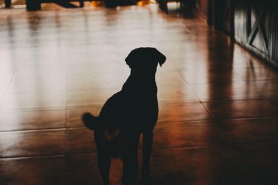 Dog sitting on hardwood floor