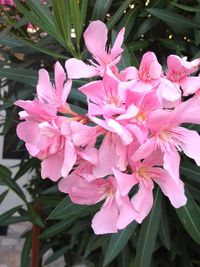 Close-up of pink flowers