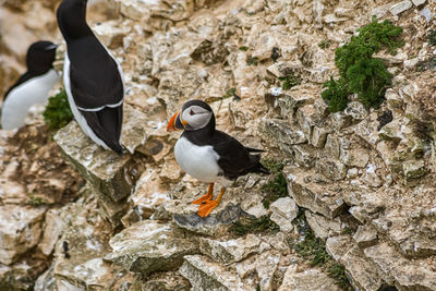 High angle view of bird perching on rock