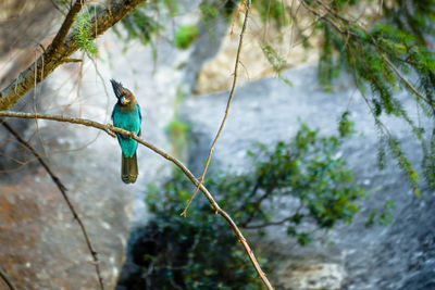 Low angle view of bird perching on branch