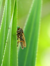 Close-up of insect on leaf