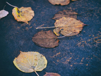 Close-up of maple leaves fallen on leaf