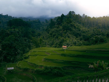 Beautiful rice fields in the valley