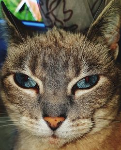 Close-up portrait of a cat