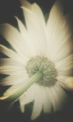 Close-up of white flowers