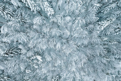 Full frame shot of snow covered forest