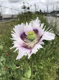 Close-up of purple flower on field