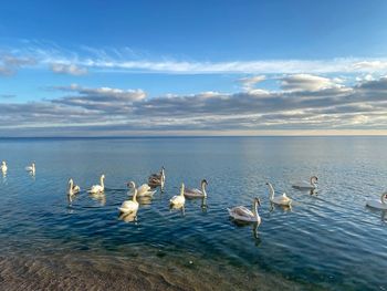 Birds in lake against sky