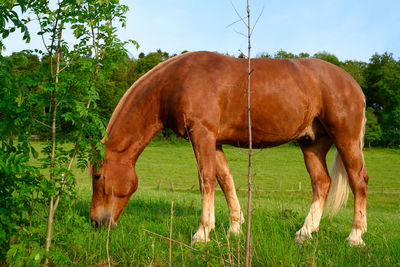 Horse grazing in field