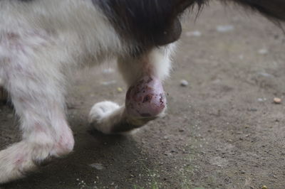 Close-up of a dog