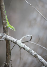 Close-up of lizard on branch