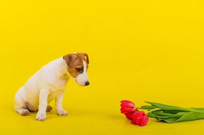 Dog against yellow background