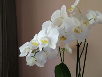 Close-up of white orchid