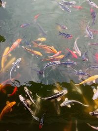 High angle view of koi carps swimming in pond