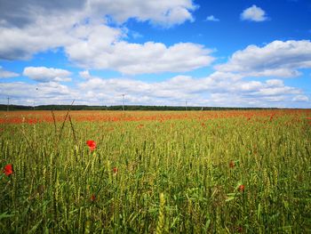 Scenic view of field against sky